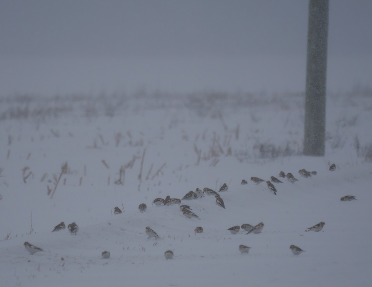 Snow Bunting - ML646702368