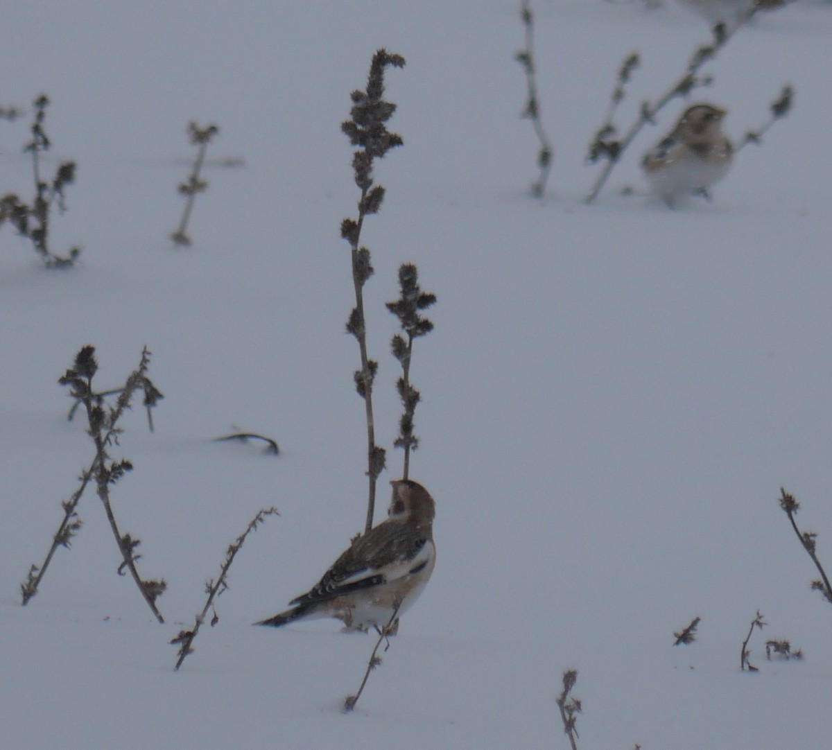 Snow Bunting - ML646702369