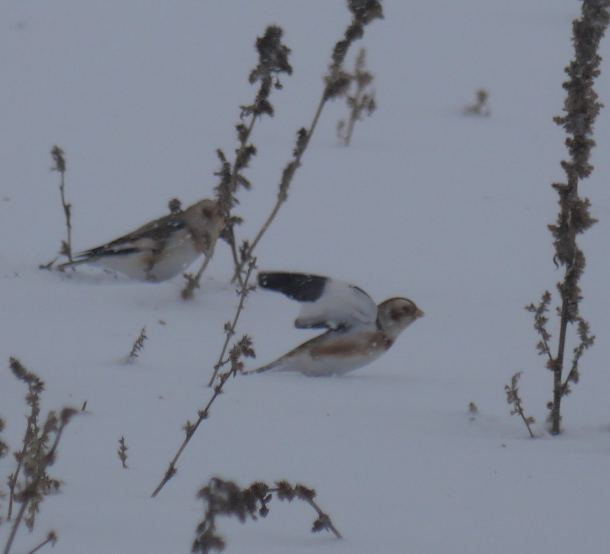 Snow Bunting - ML646702370
