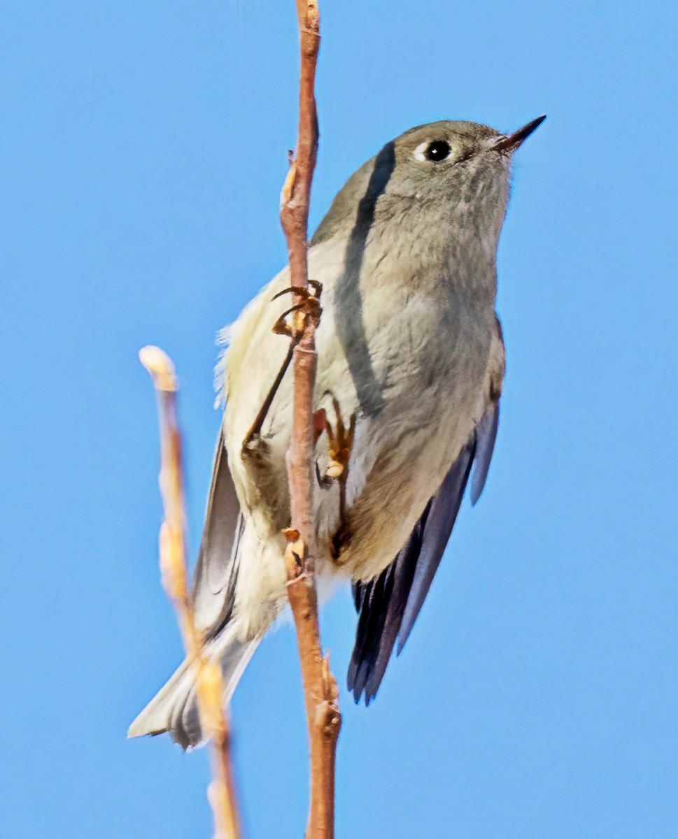 Ruby-crowned Kinglet - ML646702373