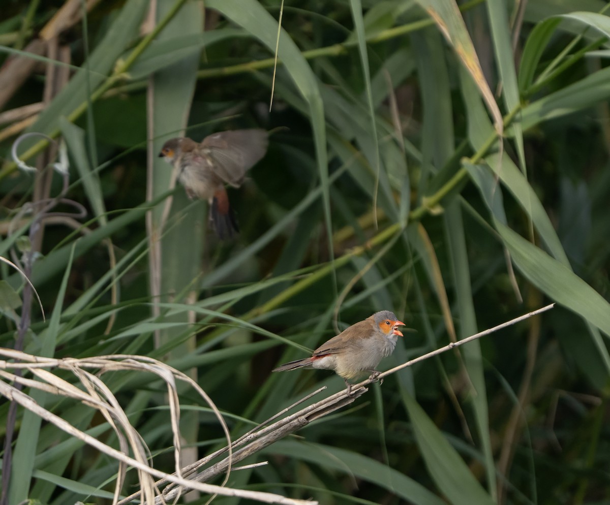 Orange-cheeked Waxbill - ML646702375