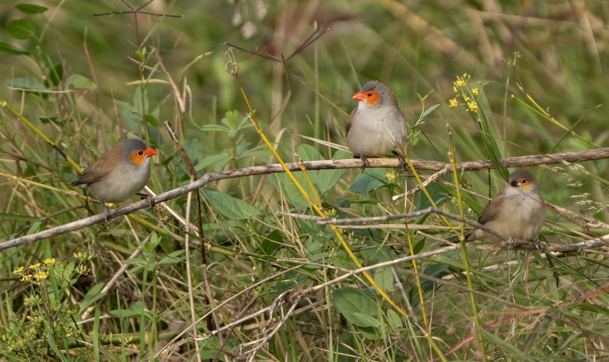Orange-cheeked Waxbill - ML646702376