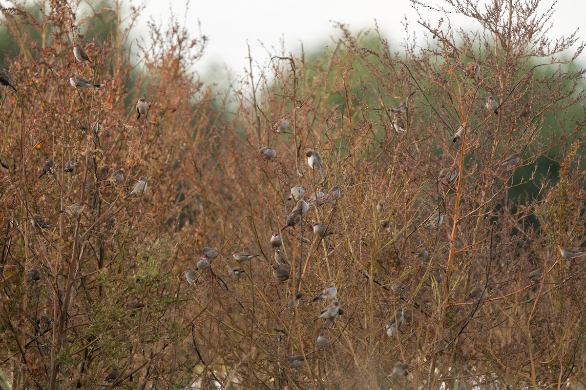 Orange-cheeked Waxbill - ML646702377