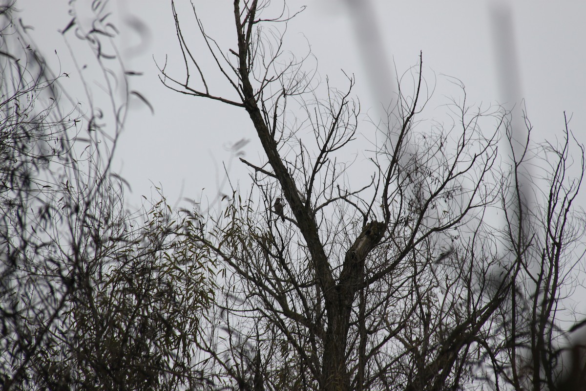 Northern Flicker - ML646702379