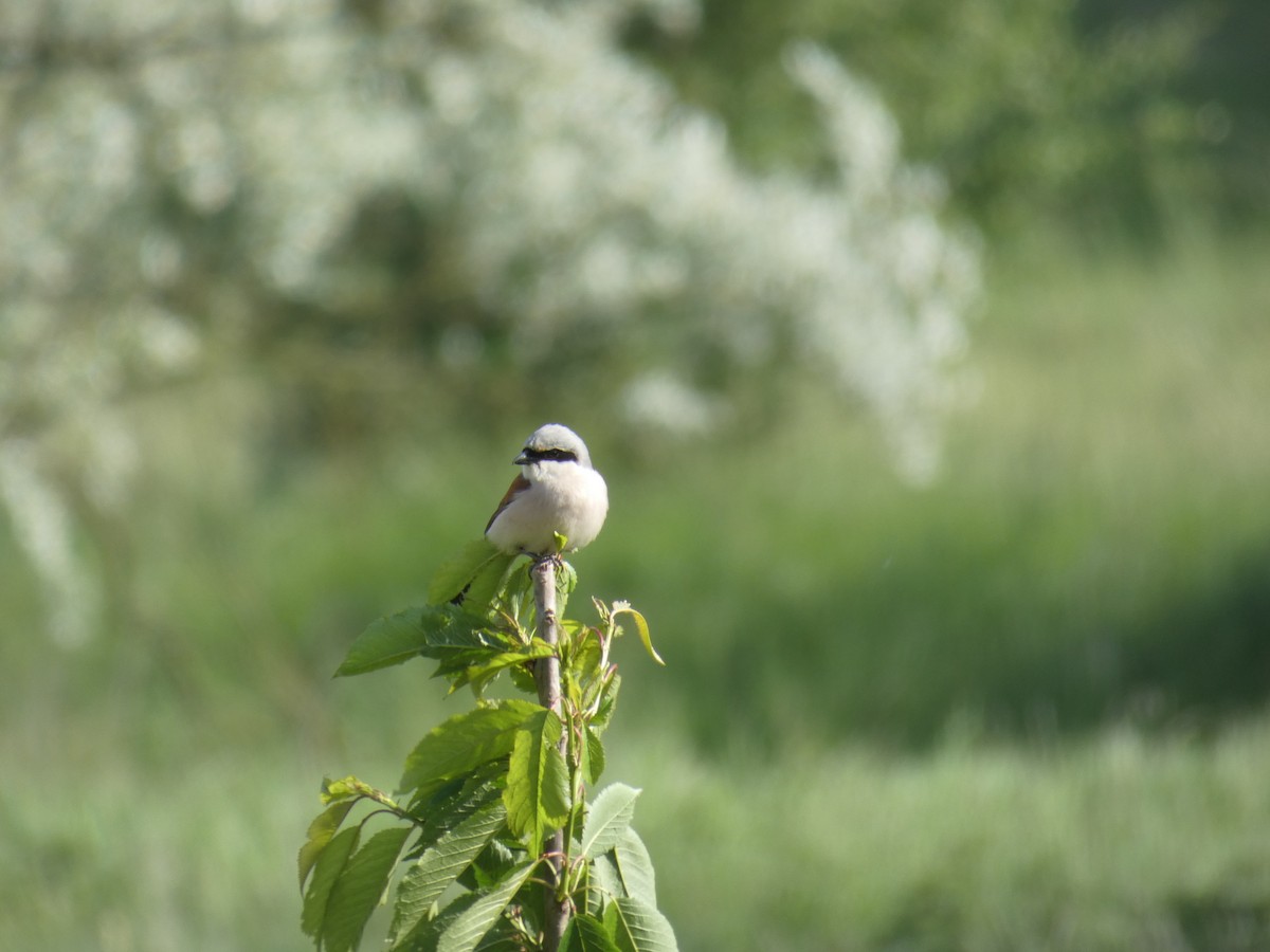 Red-backed Shrike - ML646702380