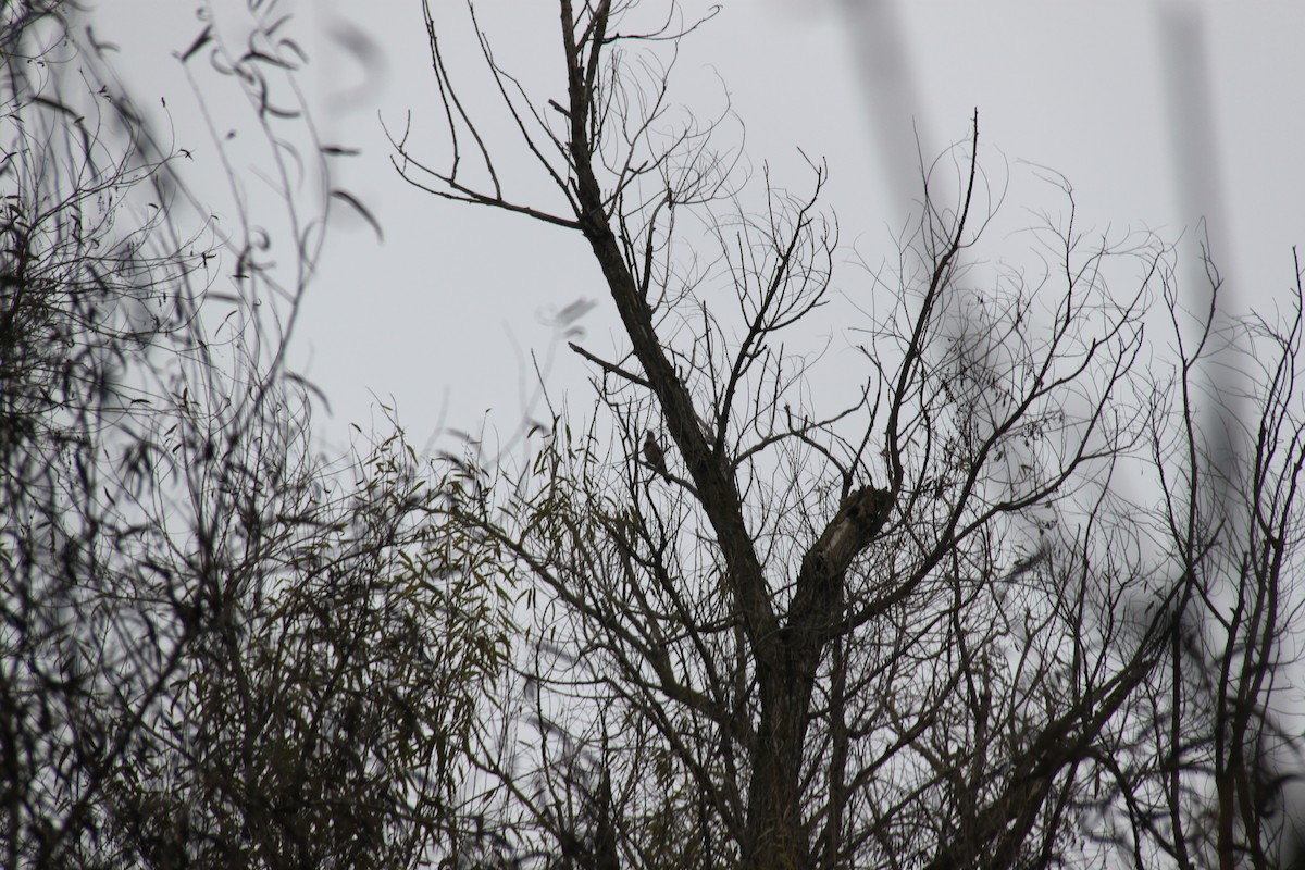 Northern Flicker - ML646702381