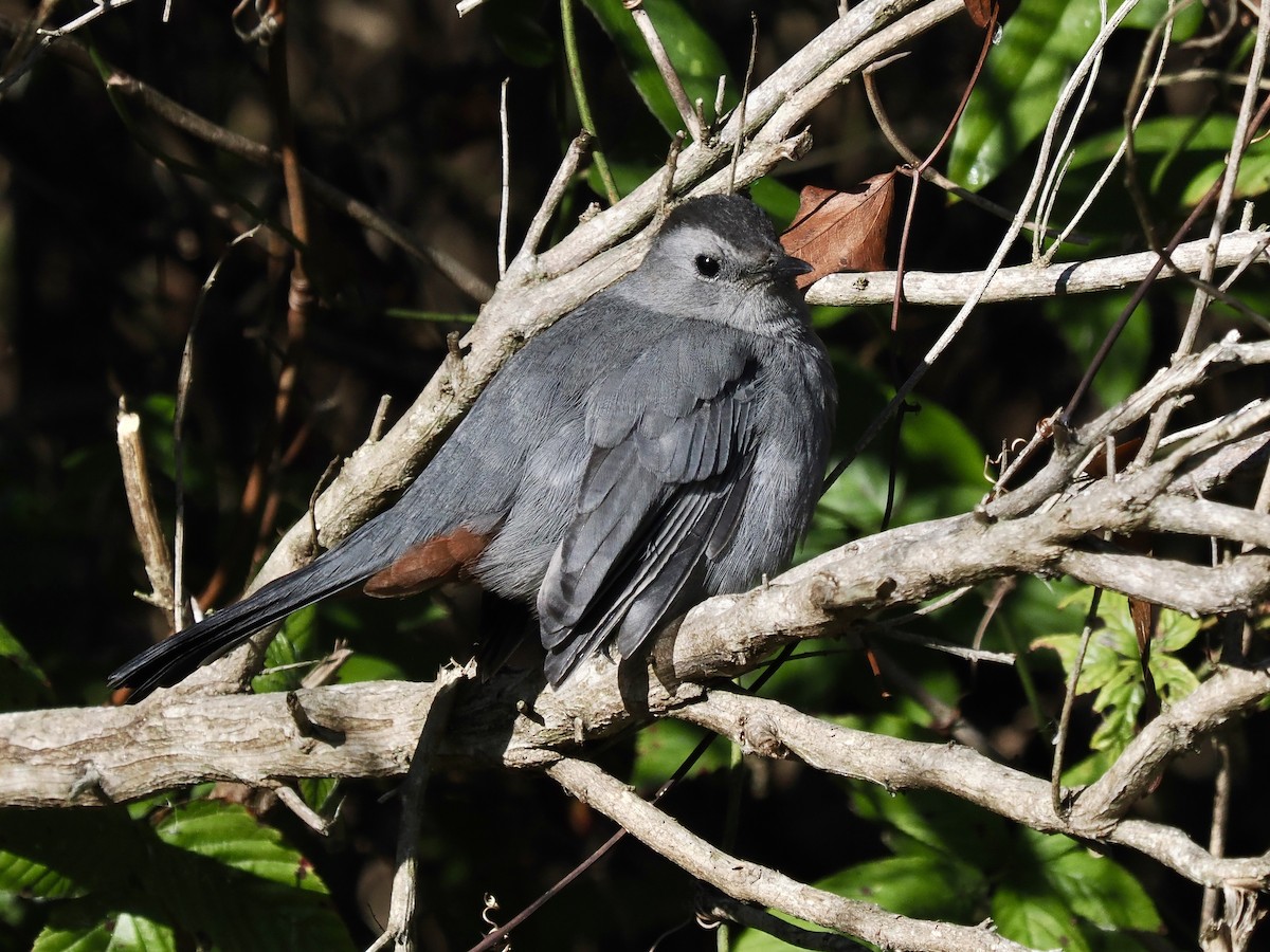 Gray Catbird - ML646702386