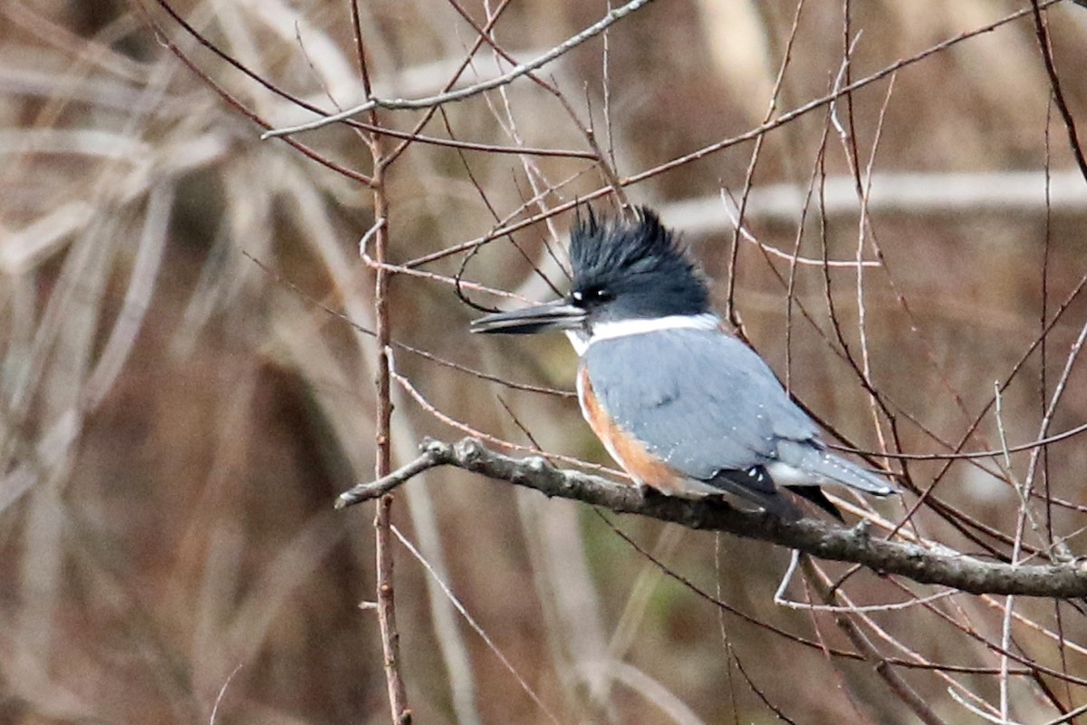 Martín Gigante Norteamericano - ML646702391