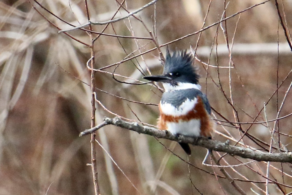 Martín Gigante Norteamericano - ML646702392