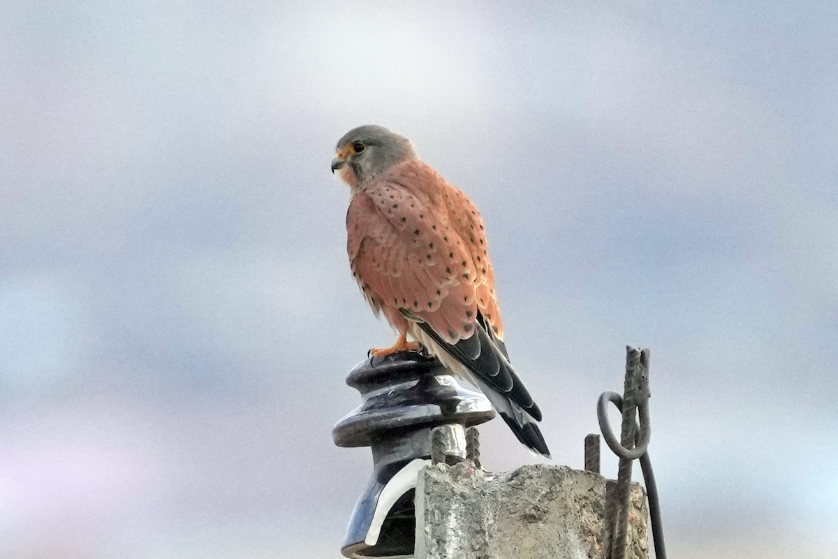 紅隼 - ML646702394