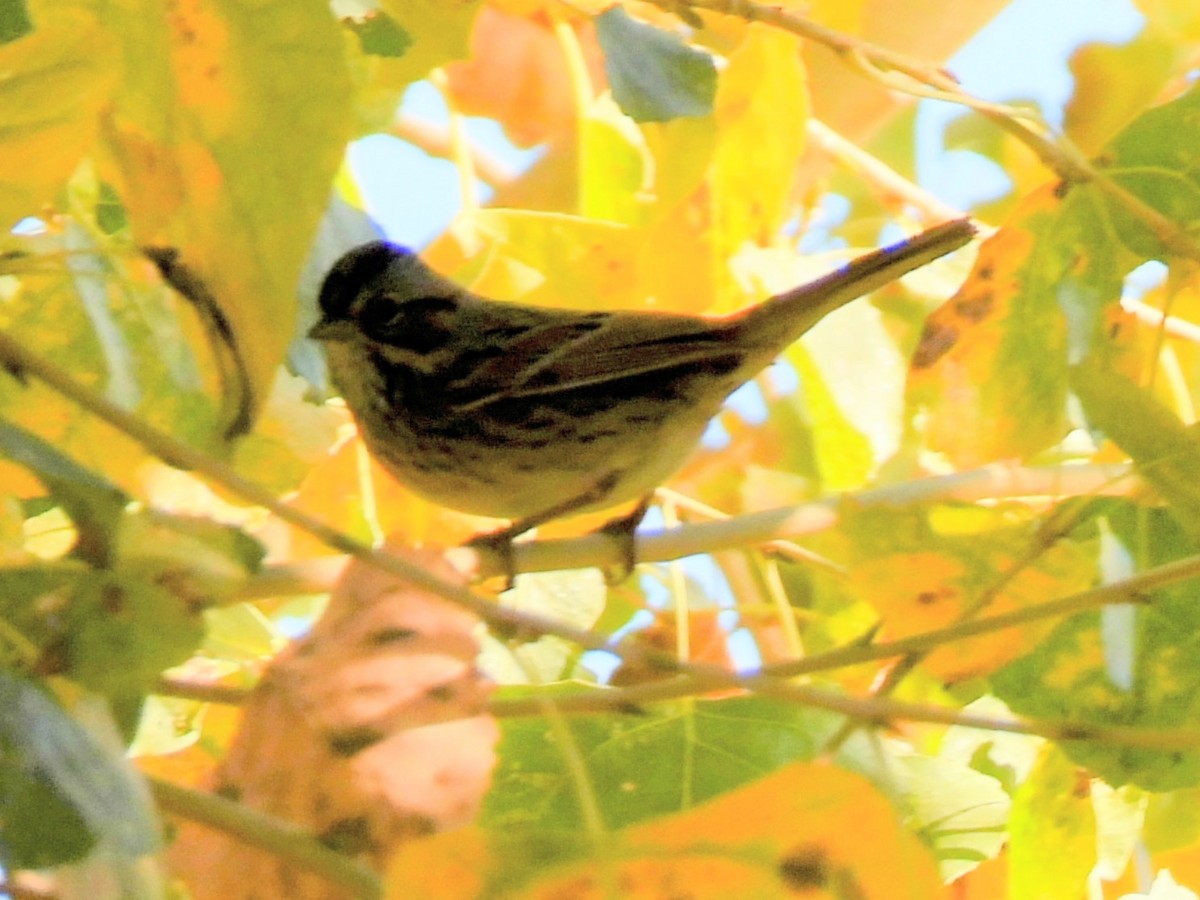 strnadec pruhohlavý - ML646702395