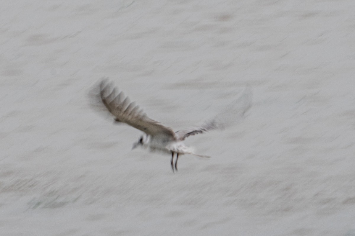 Fumarel Aliblanco - ML646702396