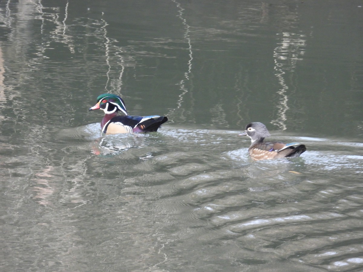 Canard branchu - ML646702398