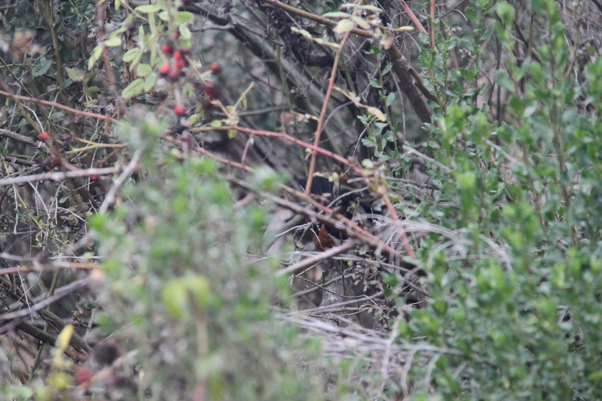 Spotted Towhee - ML646702401
