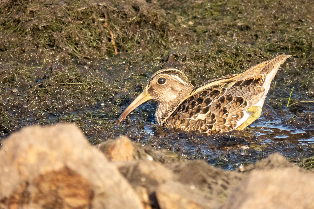 South American Painted-Snipe - ML646702404