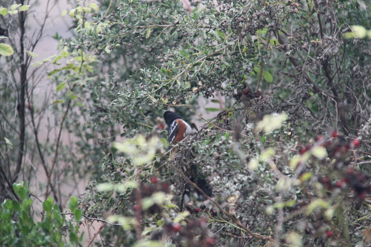 Spotted Towhee - ML646702405