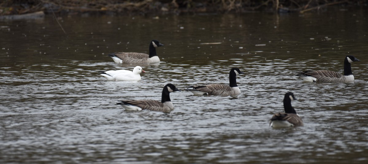 ヒメハクガン - ML646702406