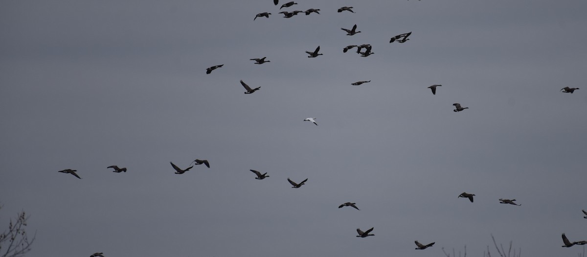 ヒメハクガン - ML646702407