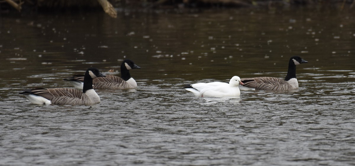 ヒメハクガン - ML646702408