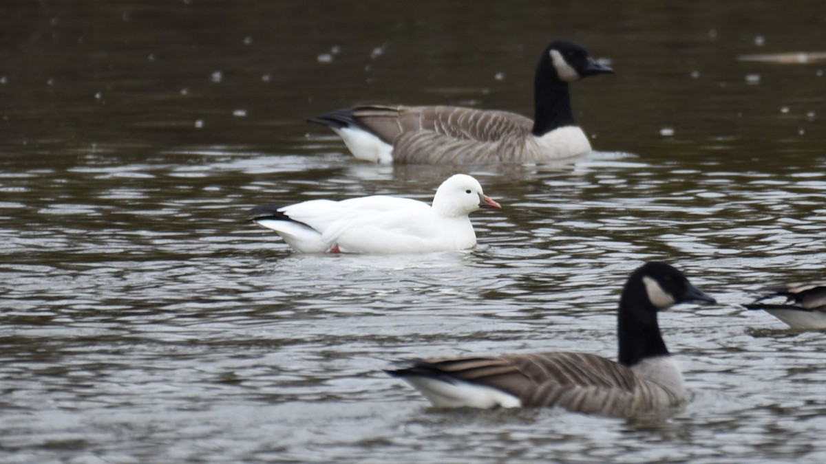 ヒメハクガン - ML646702409