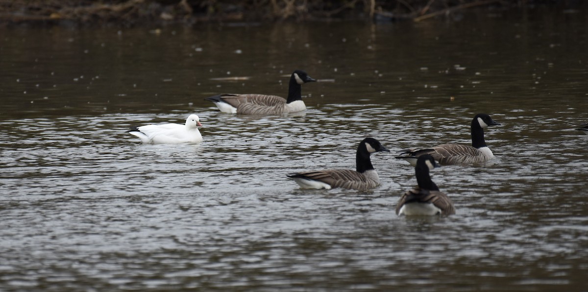 ヒメハクガン - ML646702410