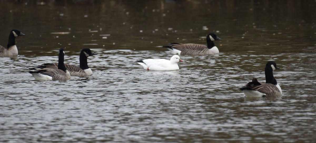 ヒメハクガン - ML646702411