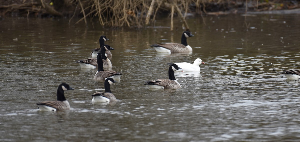 ヒメハクガン - ML646702412