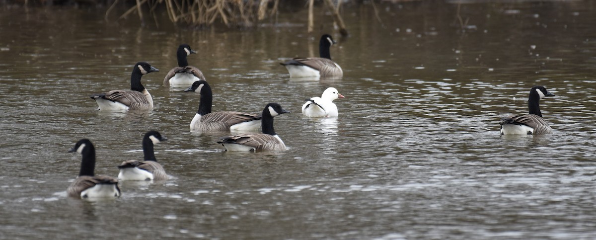 ヒメハクガン - ML646702413