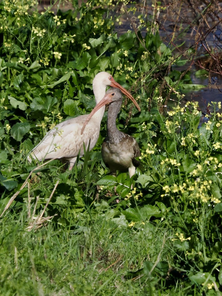 White Ibis - ML646702415
