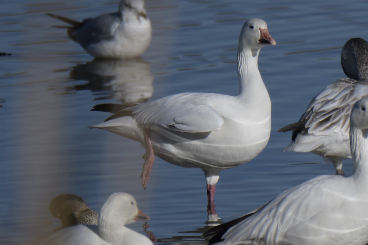 Snow Goose - ML646702419