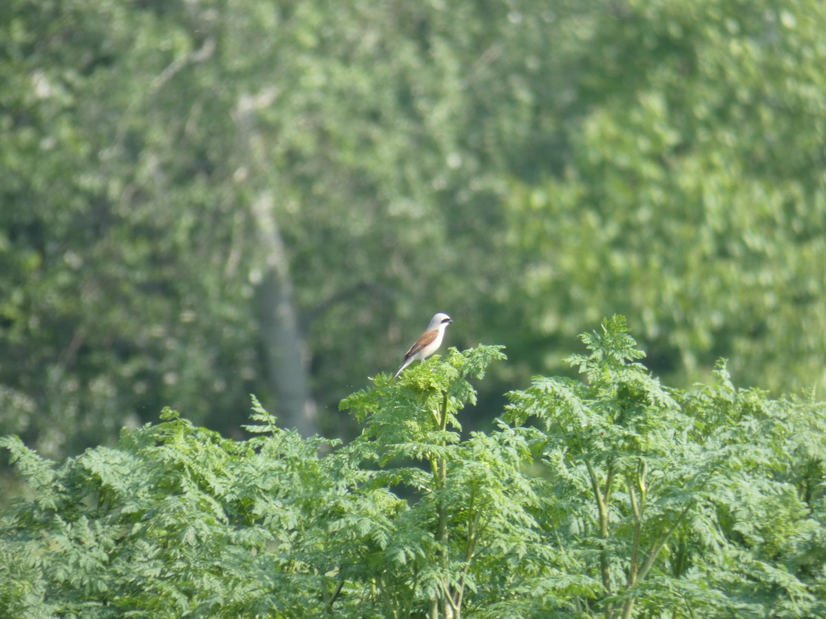 Red-backed Shrike - ML646702421