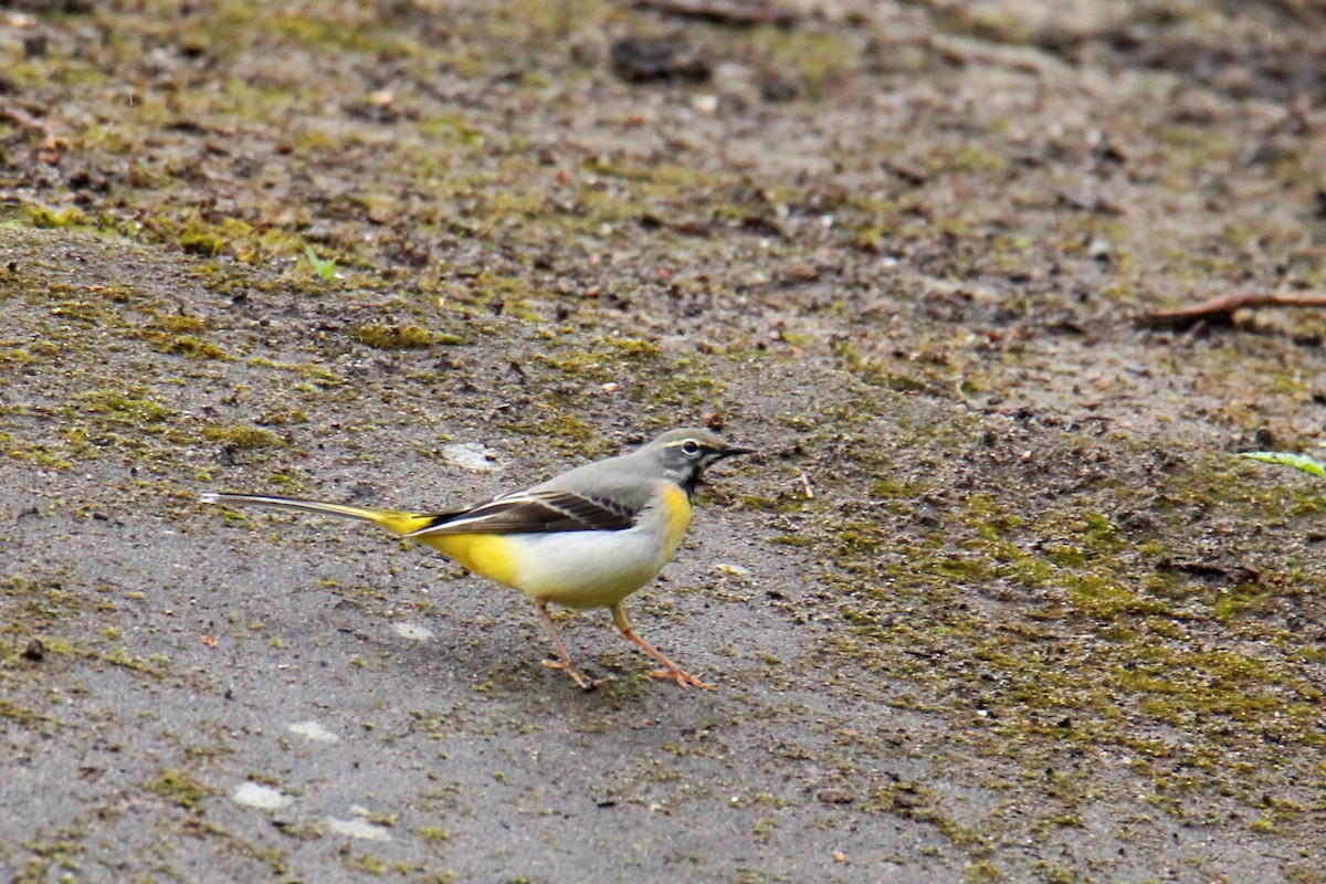 Плиска гірська - ML646702422