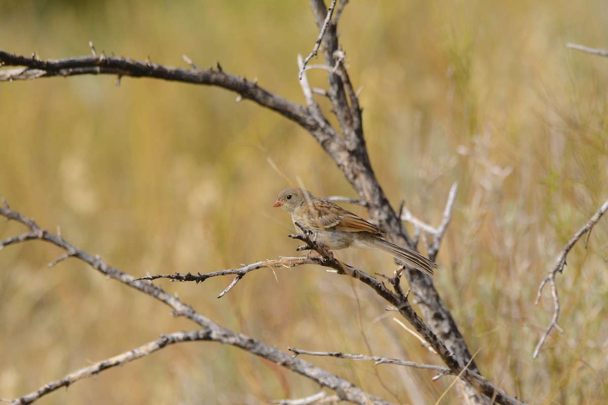 Field Sparrow - ML646702423