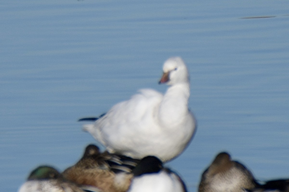 Ross's Goose - ML646702424
