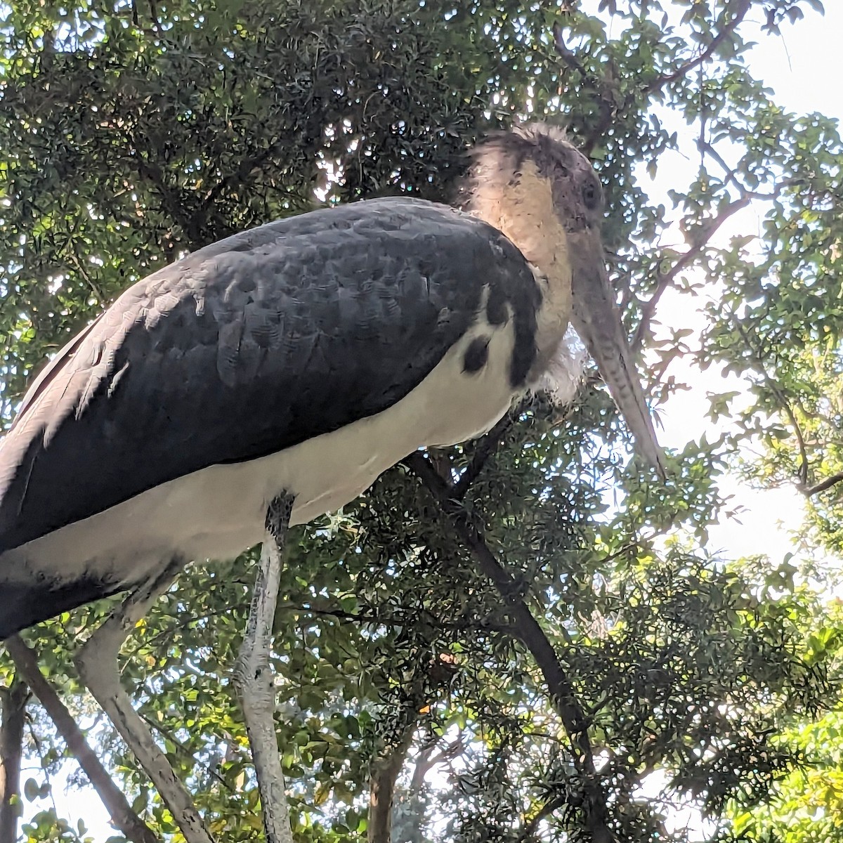 Lesser Adjutant - ML646702425