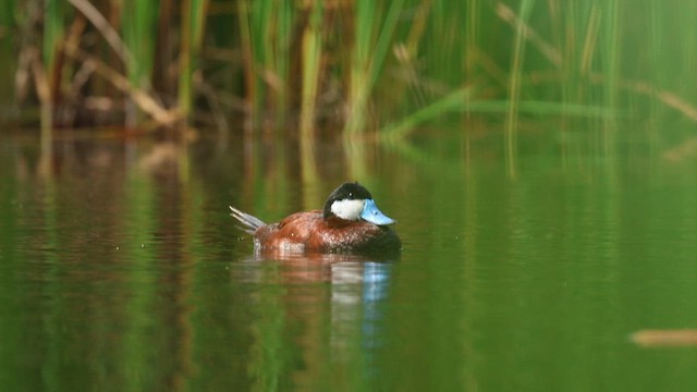 צחראש אדמוני - ML646702427