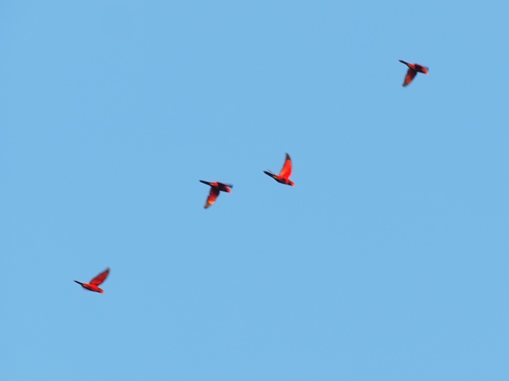 Чешуйчатый лори - ML646702428