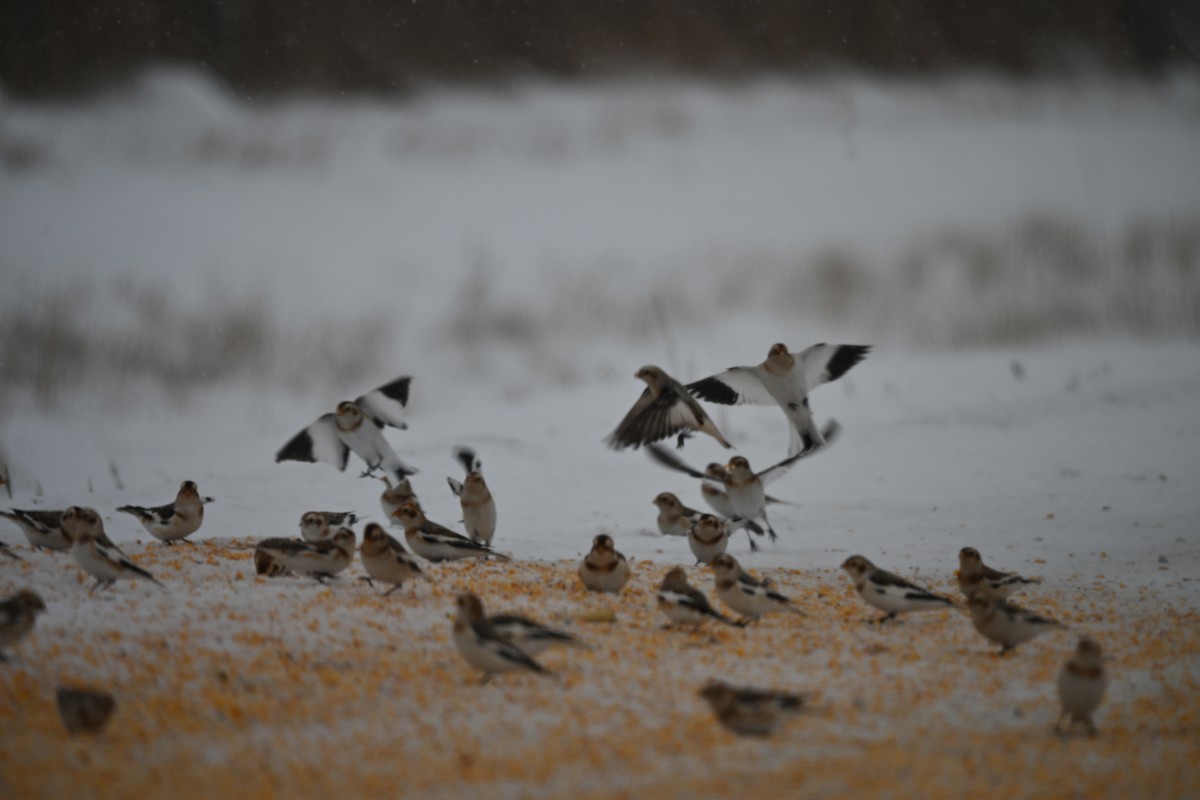 Snow Bunting - ML646702429
