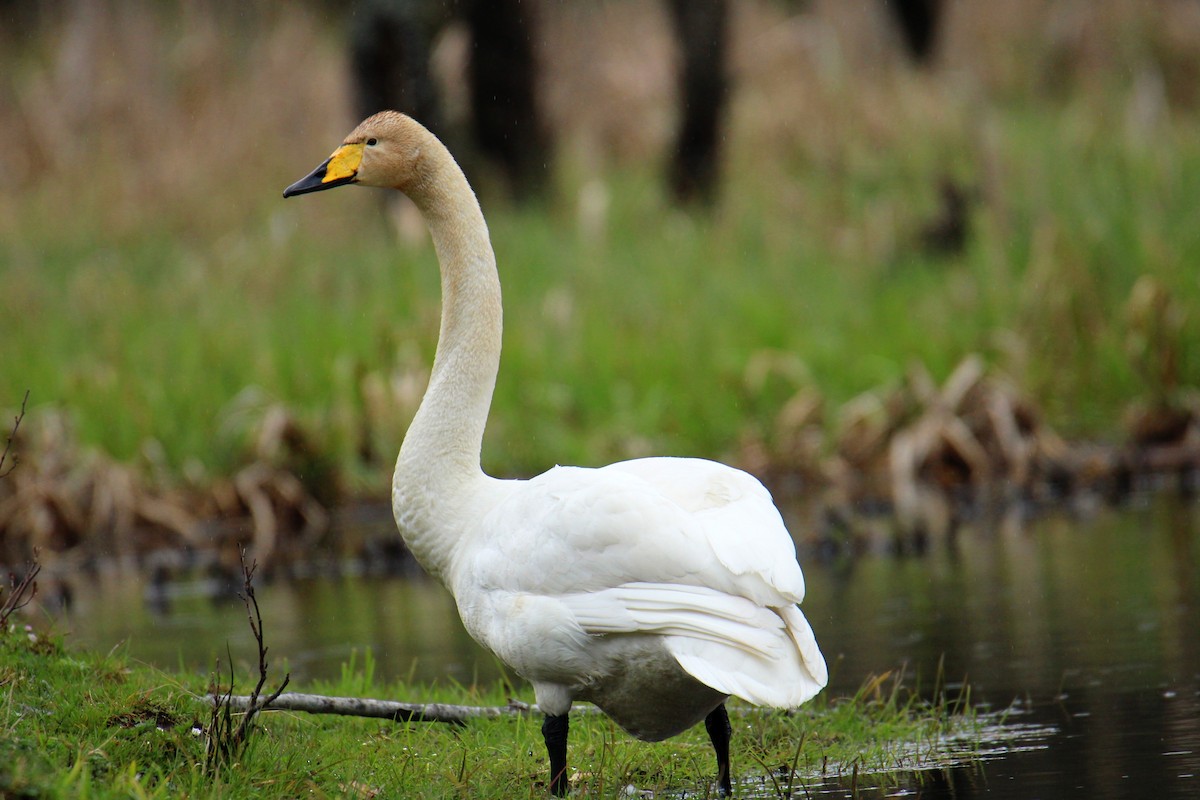 Лебідь-кликун - ML646702430