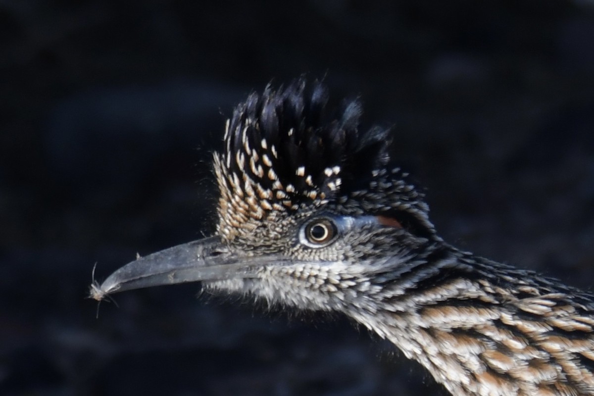 Greater Roadrunner - ML646702438