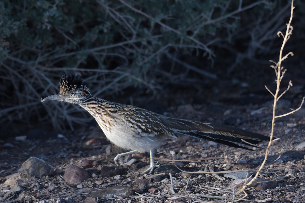 Greater Roadrunner - ML646702439