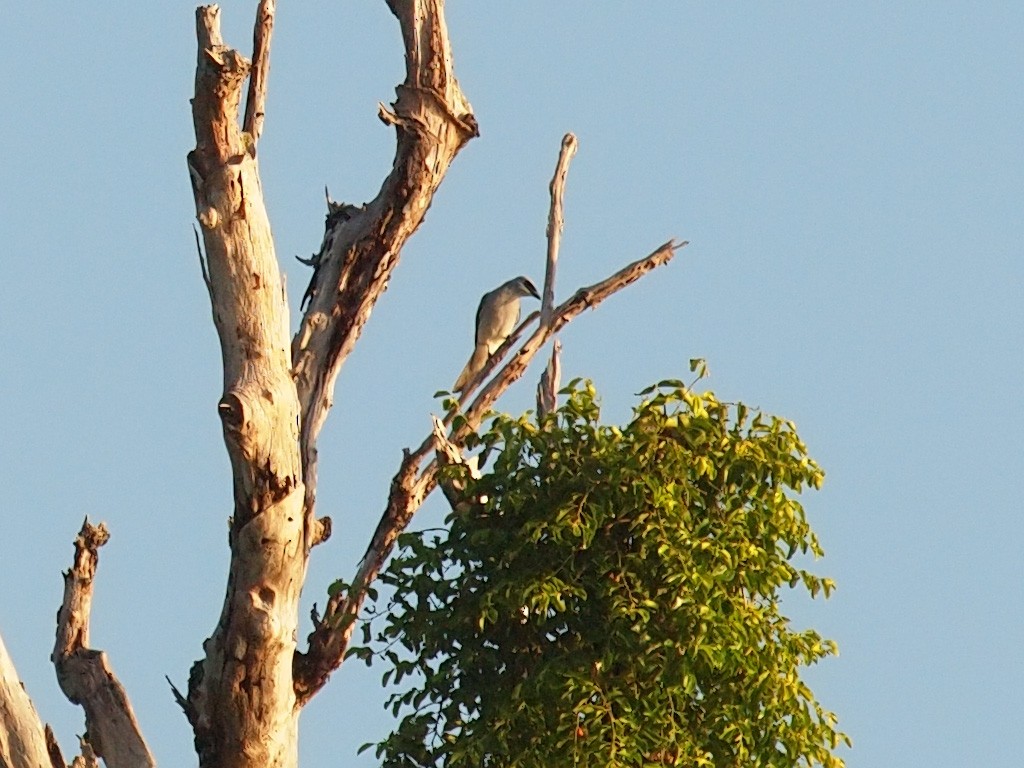 White-bellied Cuckooshrike (White-bellied) - ML646702441