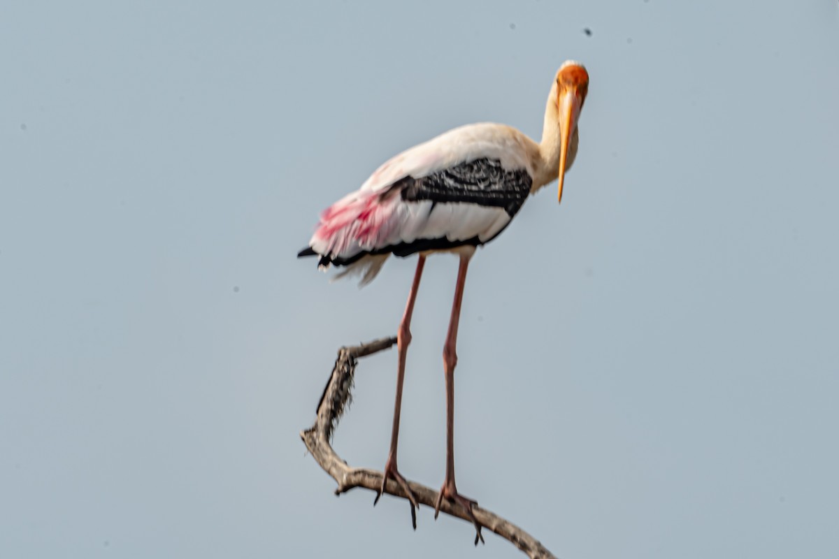 Tántalo Indio - ML646702442