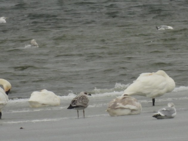 Great Black-backed Gull - ML646702443