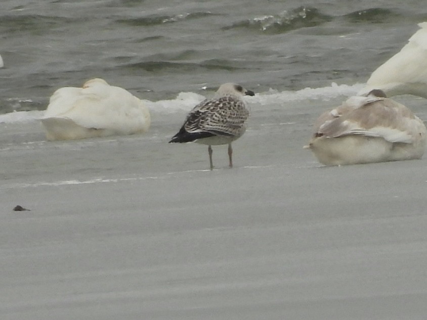 Great Black-backed Gull - ML646702444