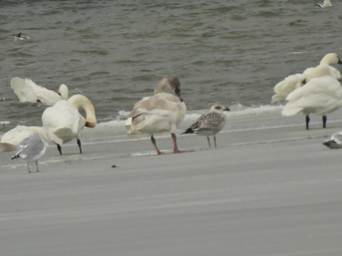 Great Black-backed Gull - ML646702445