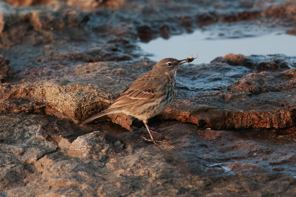 פפיון סלעים - ML646702446