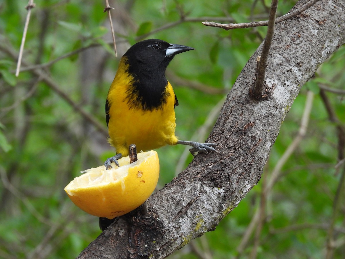 Audubon's Oriole - ML646702447