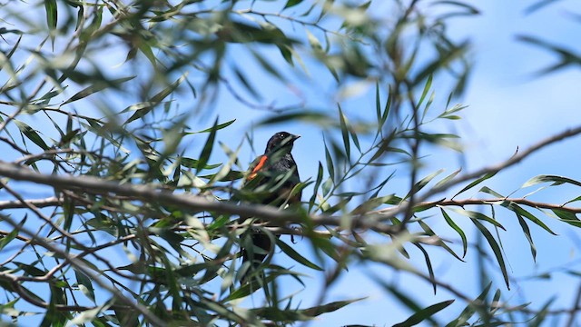 שחרורית אדומת-כנף - ML646702449