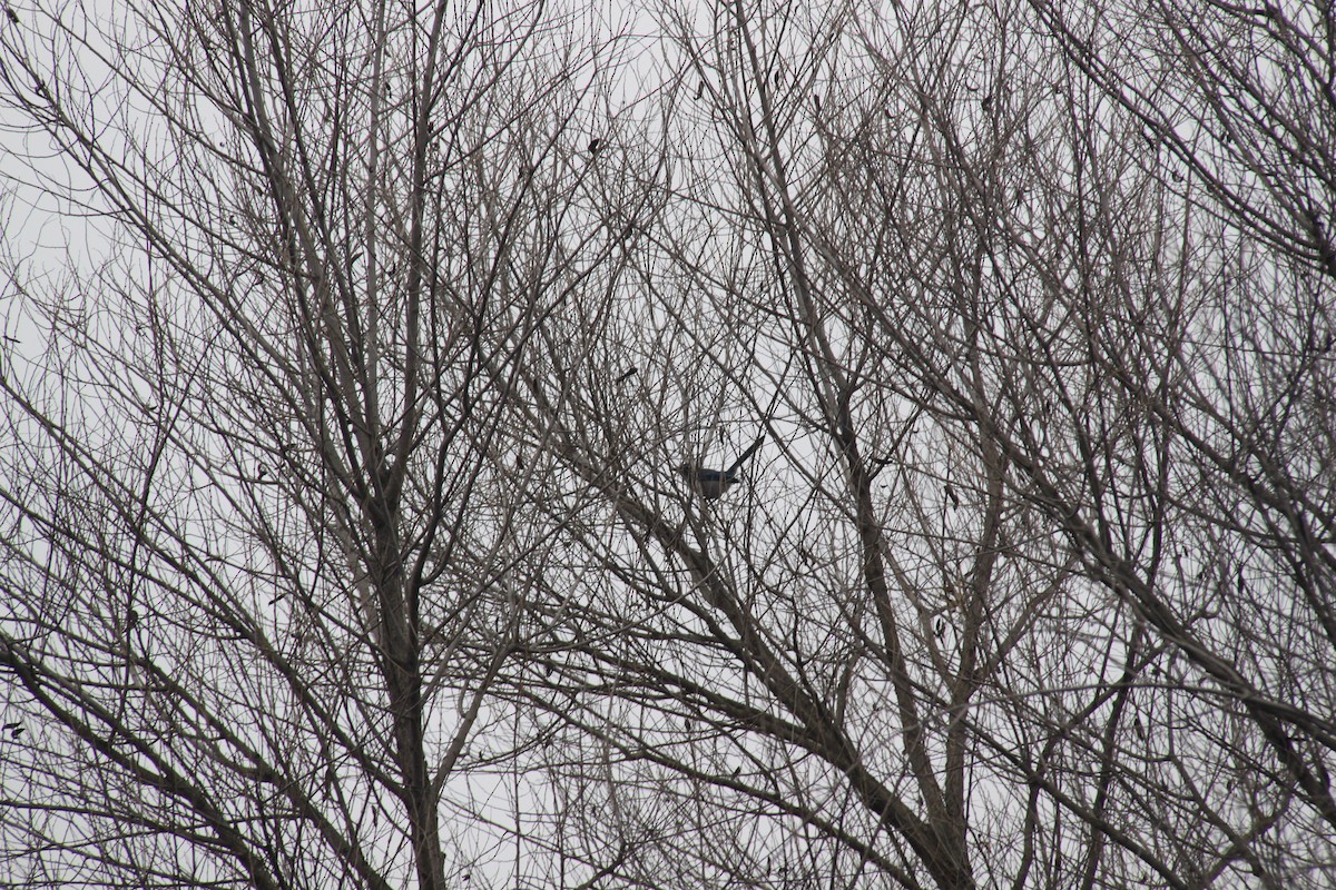 California Scrub-Jay - ML646702452